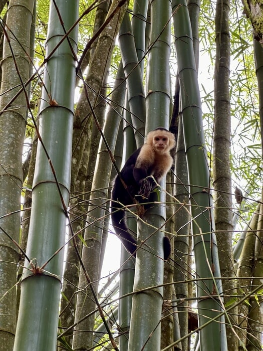 Fotografía de fauna en la Cascada Nauyaca
