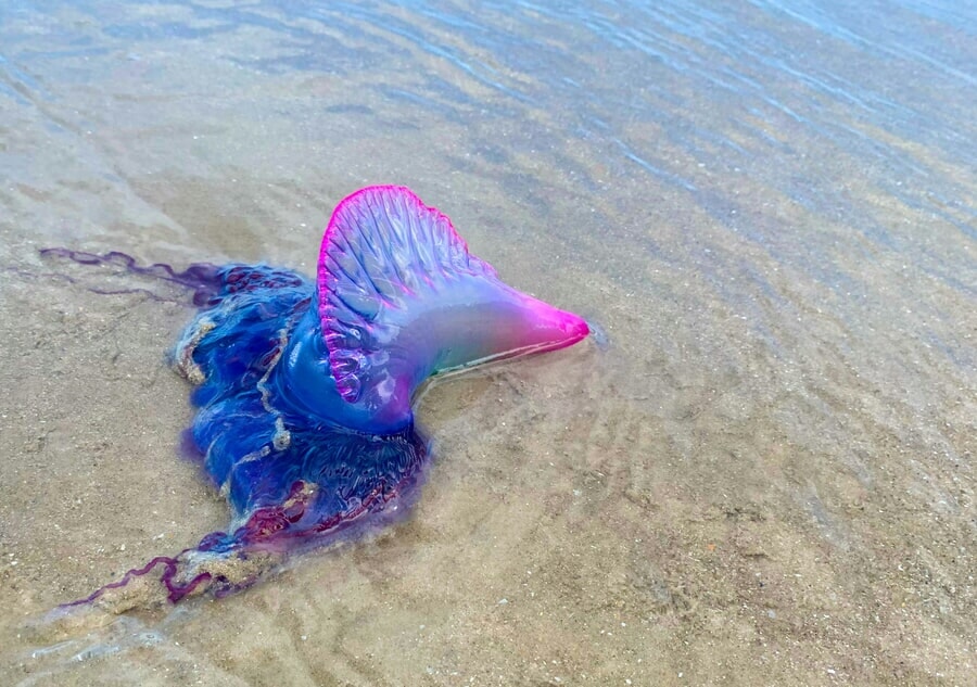 Fragata portuguesa: guía sobre la fauna peligrosa de Costa Rica