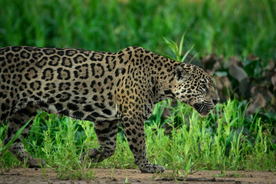 Jaguar, uno de los animales peligrosos más escurridizos en Costa Rica