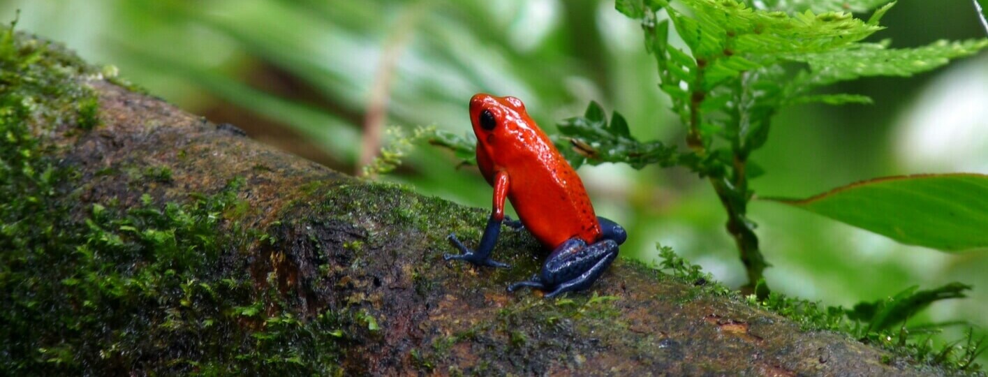 Los animales más peligrosos de Costa Rica de los que debes tener precaución