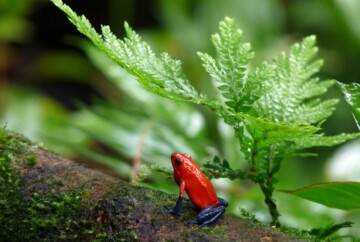 Los animales más peligrosos de Costa Rica de los que debes tener precaución