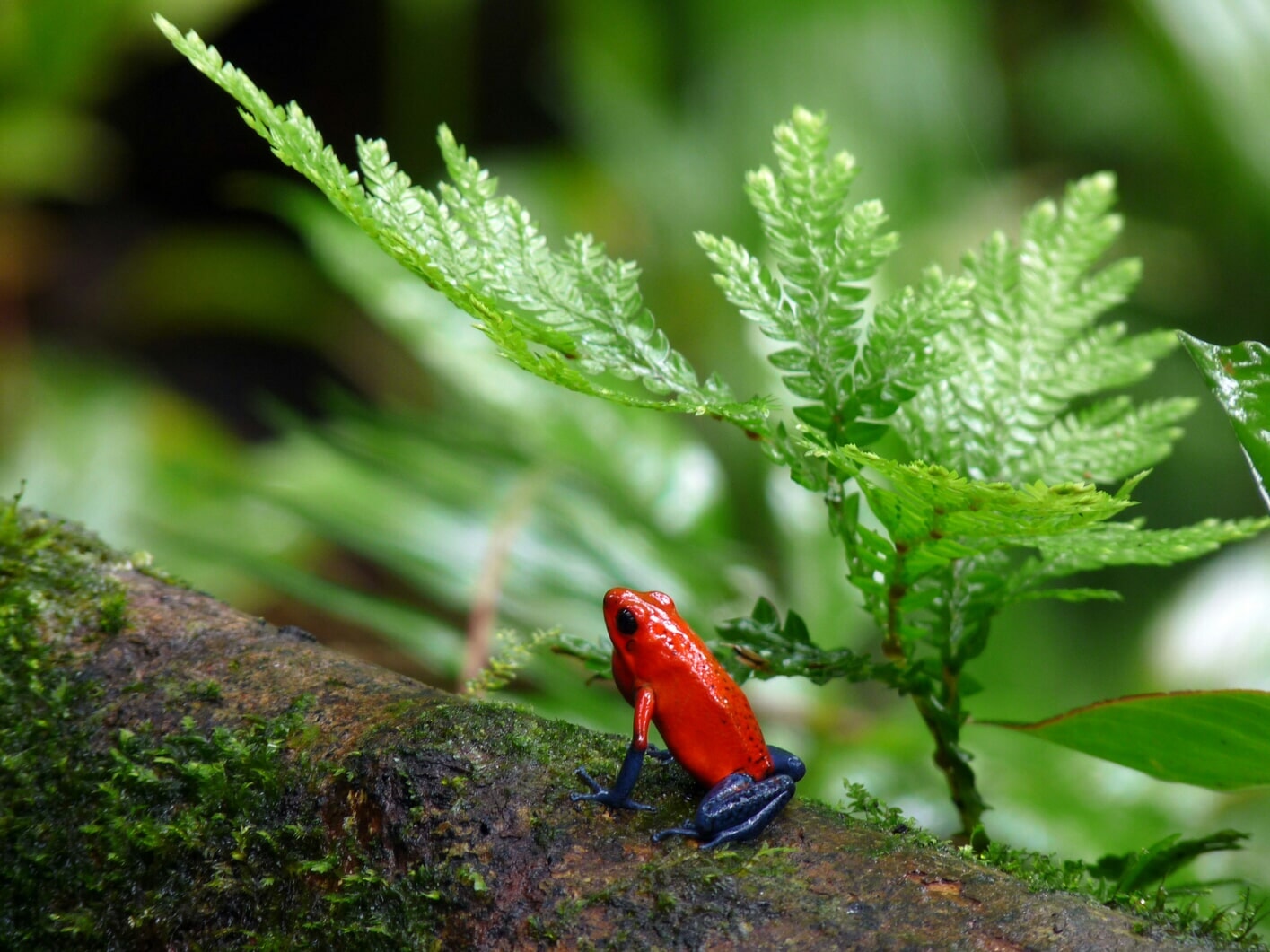 Ranas Dardo, otro de los animales más venenosos de Costa Rica que son de los más peligrosos del mundo