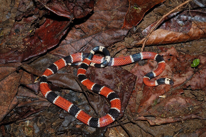 Serpiente Coral Verdadera, uno de los animales venenosos de la selva en Costa Rica 