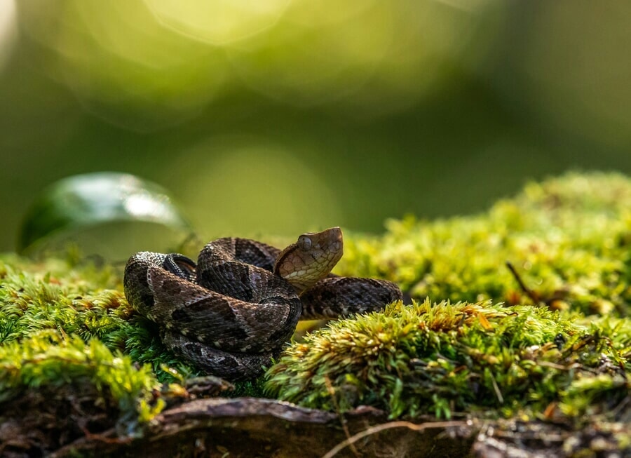 Serpiente Terciopelo, el animal más venenoso de Costa Rica