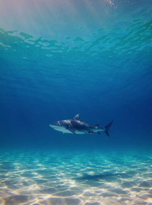 Tiburón Toro, uno de los animales peligrosos subacuáticos en Costa Rica