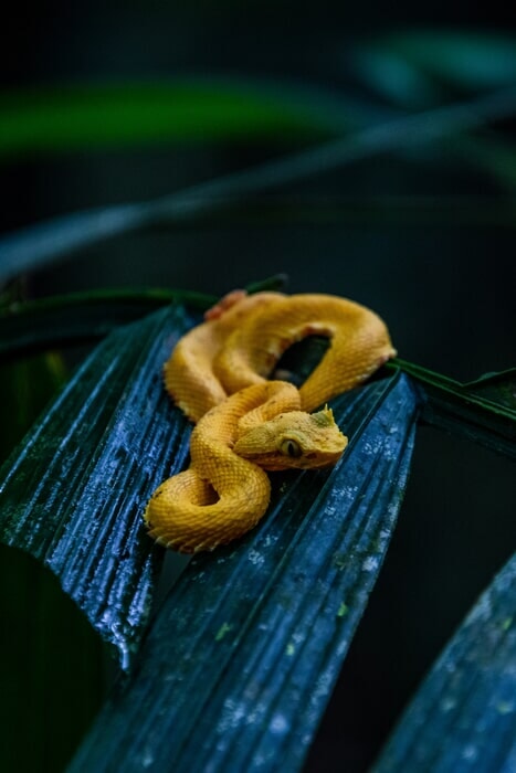 Víboras Arborícolas, uno de los animales venenosos más comunes en los bosques nubosos de Costa Rica