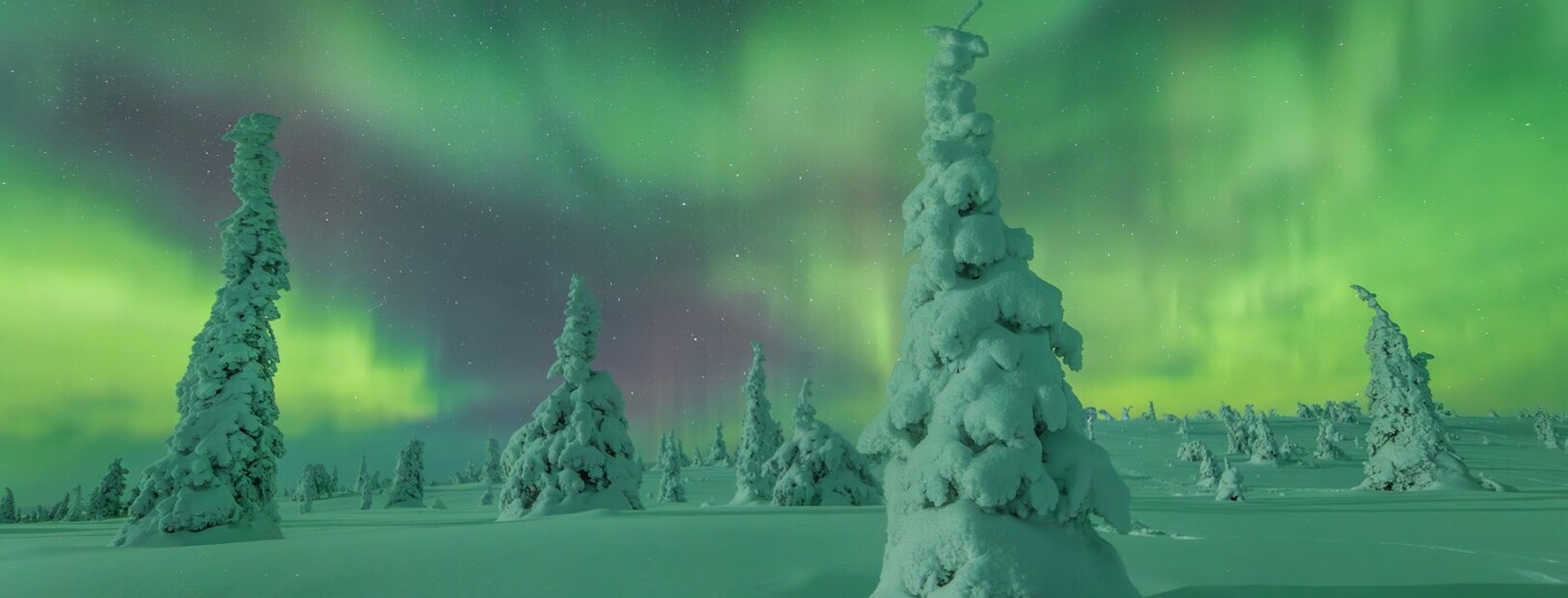 NikkiBorn_2025NLPOTY