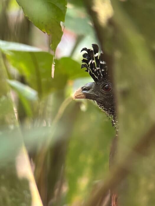 Reserva Ecológica Hacienda Barú, un sitio que ver en Dominical para los amantes de las aves Reserva Ecológica Hacienda Barú, un sitio que ver en Dominical para los amantes de la naturaleza