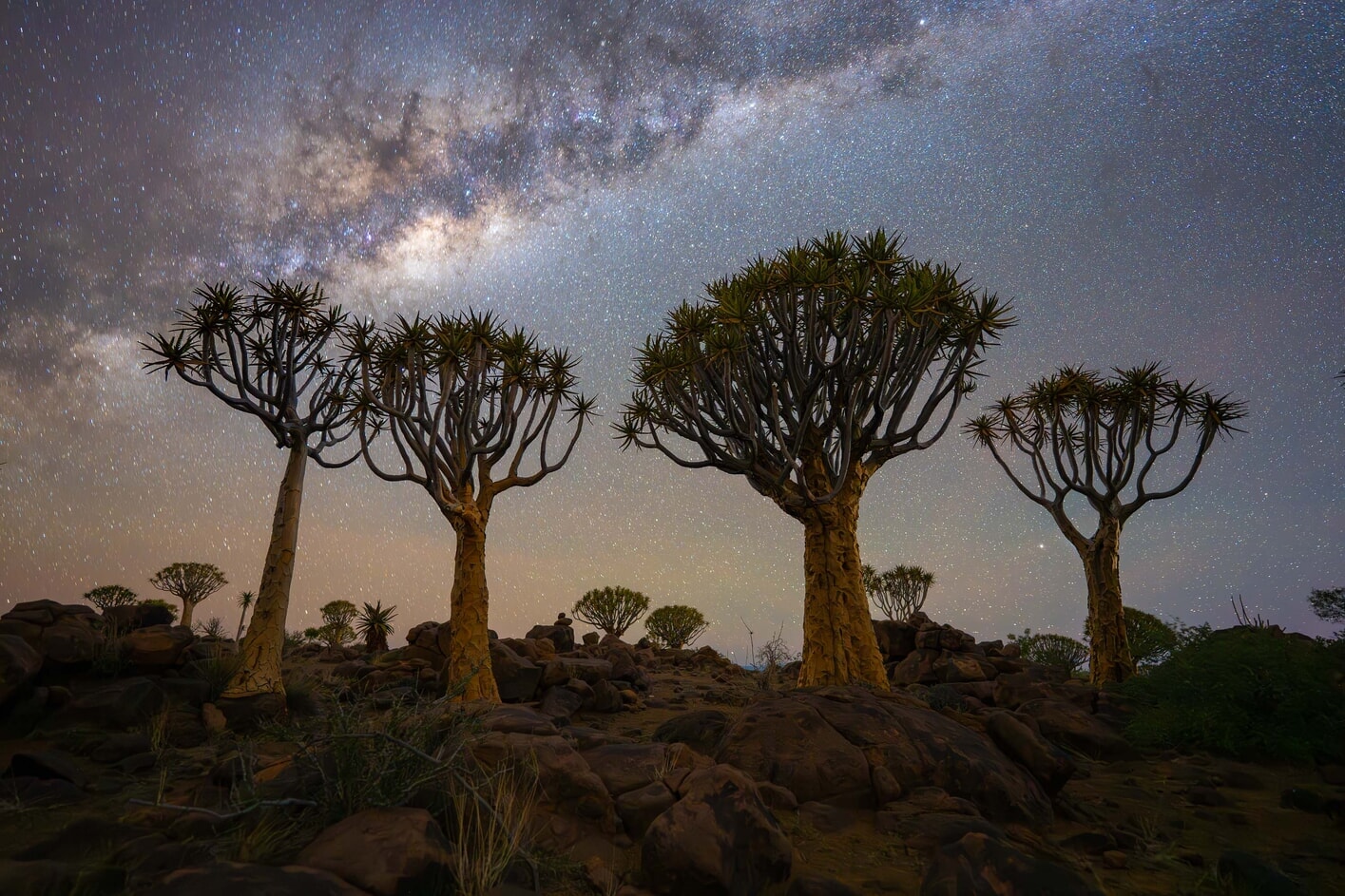 Quiver tree forest Namibia photo tour Namibia Photo Tour