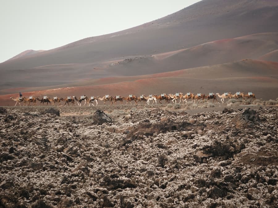 Echadero de Los Camellos, donde realizar un paseo en camello en Lanzarote